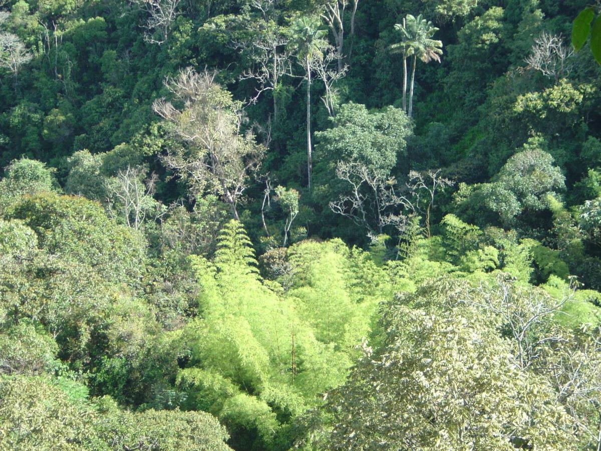 Kasaguadua - Reserva Natural Σαλέντο Εξωτερικό φωτογραφία