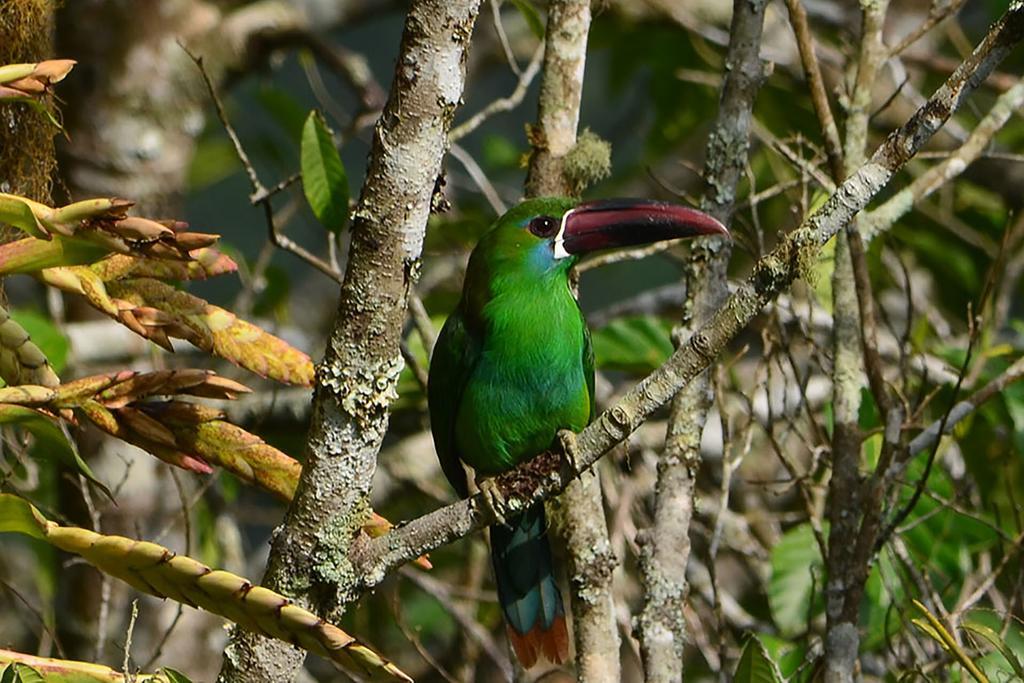 Kasaguadua - Reserva Natural Σαλέντο Εξωτερικό φωτογραφία